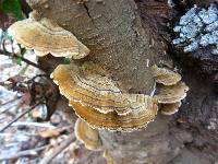 Trametes versicolor image
