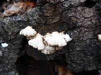 Schizophyllum commune image