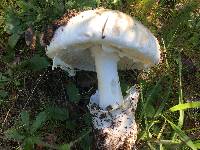 Amanita ocreata image