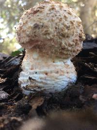 Amanita novinupta image