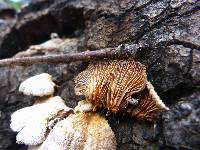 Schizophyllum commune image