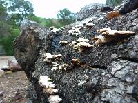 Schizophyllum commune image