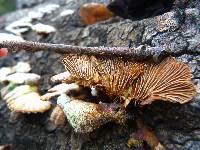 Schizophyllum commune image