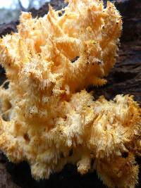 Hericium coralloides image