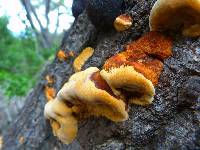 Phellinus gilvus image