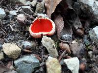 Sarcoscypha coccinea image