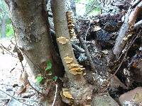 Trametes versicolor image