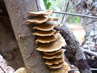 Trametes versicolor image