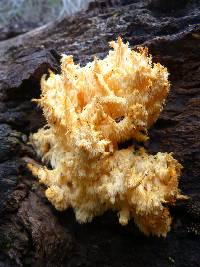 Hericium coralloides image