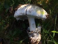 Amanita ocreata image