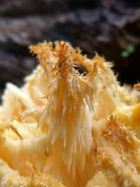 Hericium coralloides image