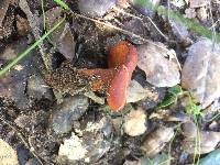 Lactarius rufulus image