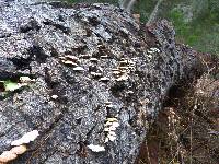 Schizophyllum commune image