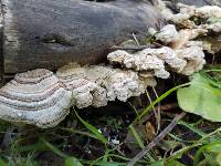 Trametes versicolor image