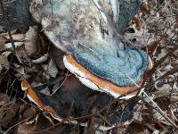 Fomitopsis pinicola image