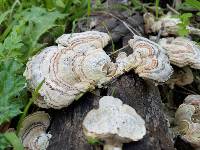 Trametes versicolor image