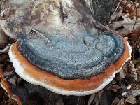 Fomitopsis pinicola image