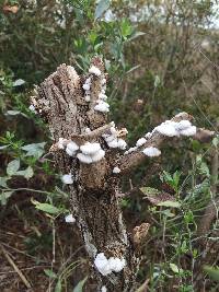 Schizophyllum commune image