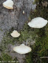 Tyromyces chioneus image