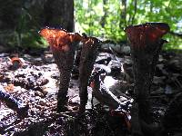 Craterellus cornucopioides image