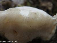 Tyromyces chioneus image