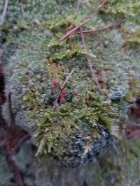 Cladonia cristatella image