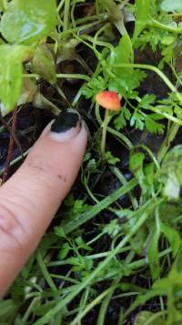 Mycena acicula image