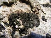 Collema furfuraceum image