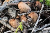 Coprinellus micaceus image