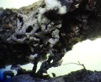 Cavernularia hultenii image