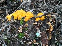 Tremella aurantia image