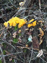 Tremella aurantia image