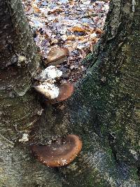 Piptoporus betulinus image