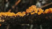 Favolaschia calocera image