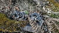 Trametes versicolor image