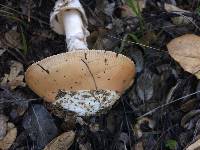 Amanita velosa image