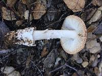 Amanita velosa image