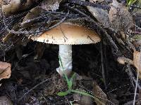 Amanita velosa image