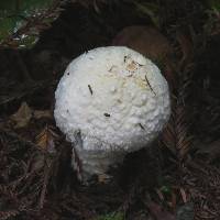 Amanita muscaria subsp. flavivolvata image