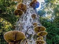 Agrocybe parasitica image