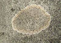 Trypethelium virens image