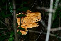 Laetiporus sulphureus image