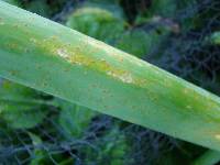 Image of Puccinia allii