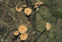 Marasmius rotula image