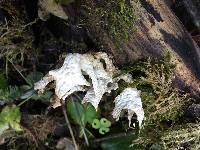 Lobaria pulmonaria image