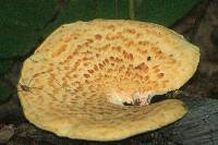 Polyporus squamosus image