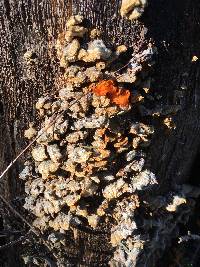 Tremella aurantia image