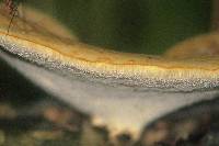 Polyporus squamosus image