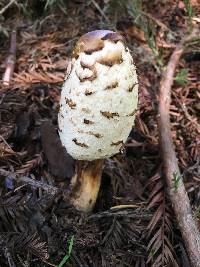 Coprinus comatus image