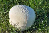 Calvatia gigantea image